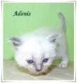 /album/adonis/adonis-4-hetes-001-jpg/